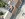 Dakrenovatie HD Merelbeke Stormpan44 Rustiek Gallery 007 copy