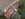 Dakrenovatie HD Poederlee voor copy