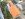 Dakrenovatie HD Ruisbroek 44 Gallery 007 copy