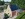 Dakrenovatie HD Lommel 993 Leikleur featured copy