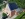 Dakrenovatie HD Lommel 993 Leikleur gallery 4 copy